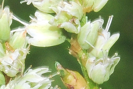 Bistorta vivipara (= Polygonum viviparum)